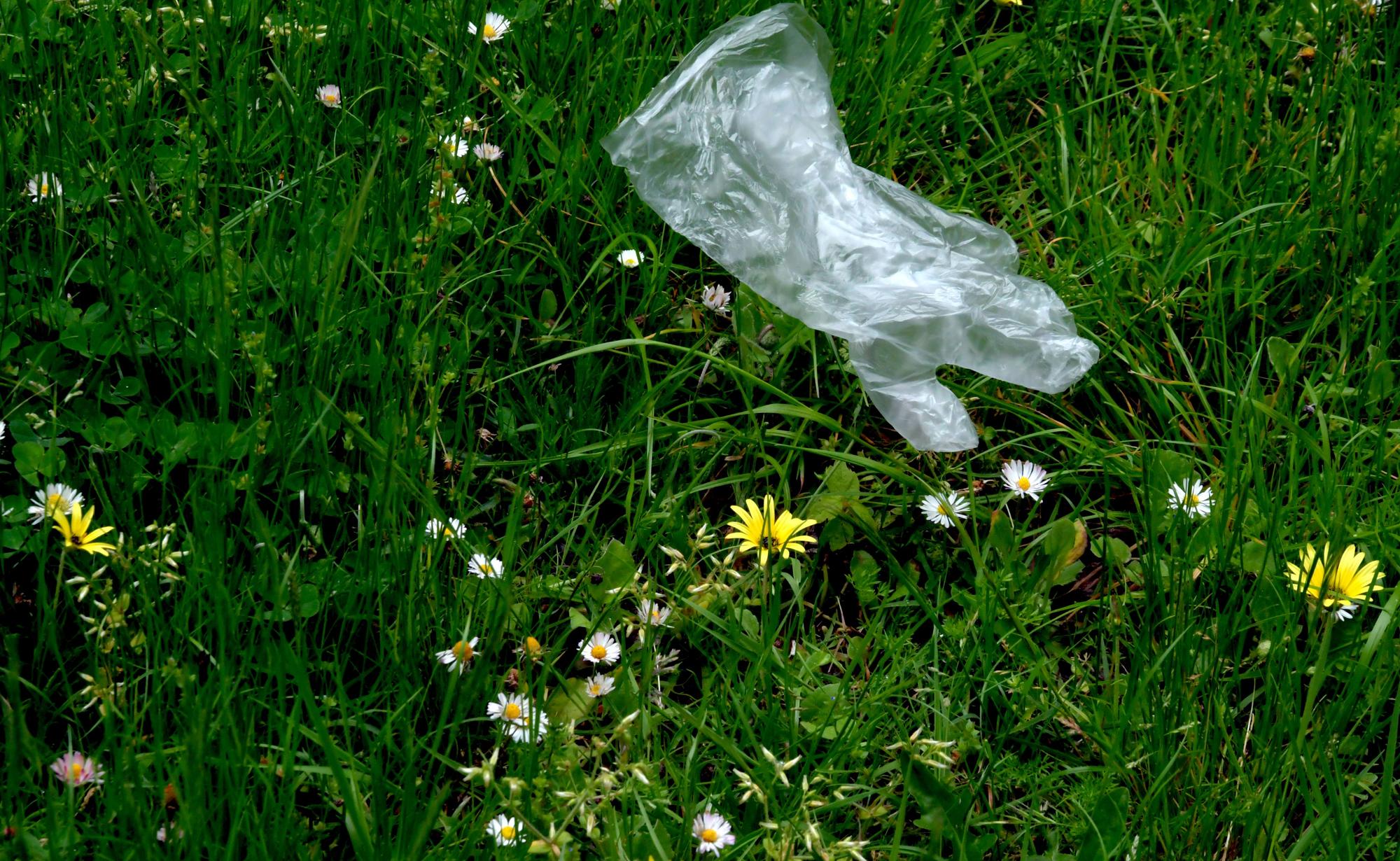 Mientras galería coronavirus - 19